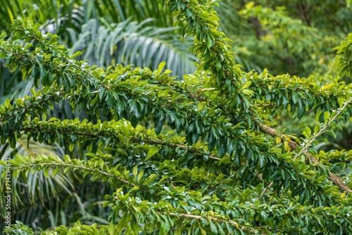 Leaves of a calabash tree (Crescentia cujete) - Florida, USA photo