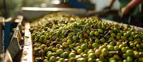 Production of extra virgin Olive Oil in Mola di Bari, Puglia photo