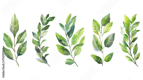 Collection of green watercolor foliage plants clipart on white background. Botanical spring summer leaves illustration. Suitable for wedding invitations, greeting cards, frames and bouquets. photo