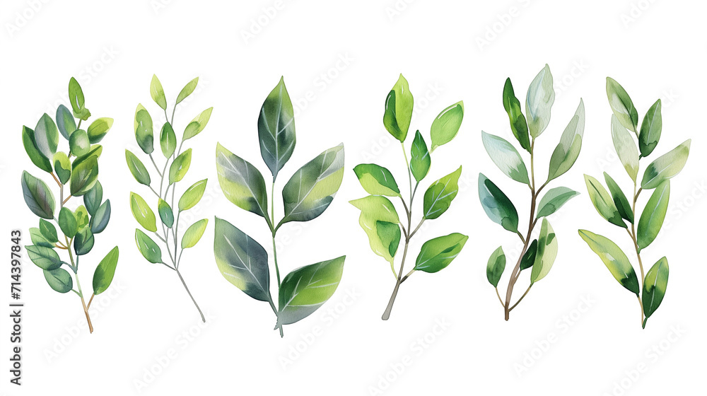 Collection of green watercolor foliage plants clipart on white background. Botanical spring summer leaves illustration. Suitable for wedding invitations, greeting cards, frames and bouquets. Collection of green watercolor foliage plants clipart on white background. Botanical spring summer leaves illustration. Suitable for wedding invitations, greeting cards, frames and bouquets.