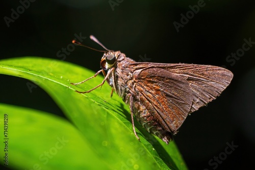 Dun skipper butterfly (Euphyes vestris) - Davie, Florida, USA