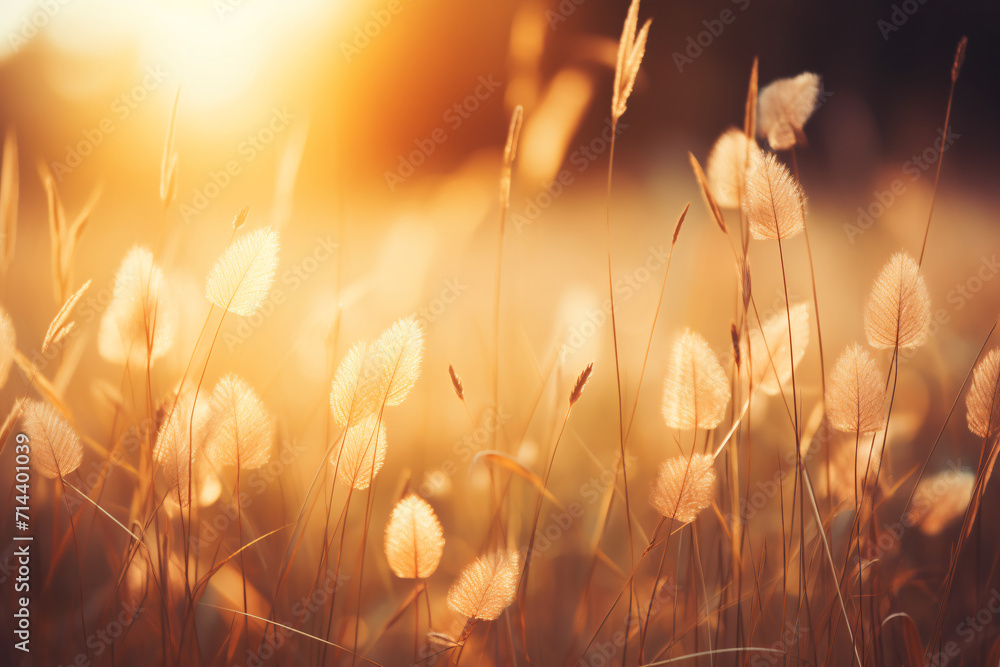 Wild Grass in Forest at Sunset, Golden Hour Nature Landscape Wild Grass in Forest at Sunset, Golden Hour Nature Landscape