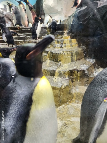 Seaworld Orlando Penguin Bird Vertebrate Black adÃƒÂ©lie penguin