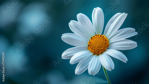 daisy on blue
