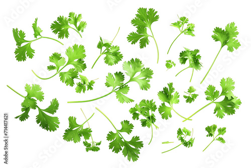Fresh Green Parsley Leaves Isolated on White Background with Nature's Healthy Foliage and Organic Plant Vibes