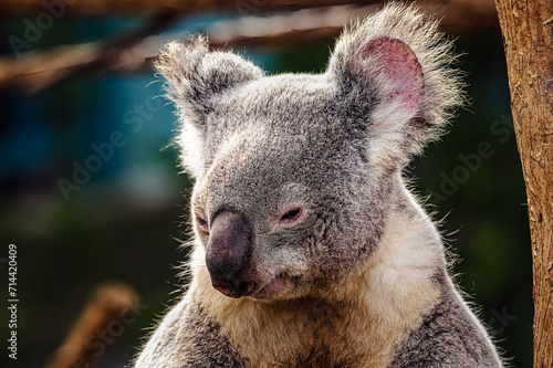 2024-01-19 A ADULT KOALA BEAR ON A STUMP LOOKING DOWN WITH A BLURRED BACKGROUND-1.jpg 