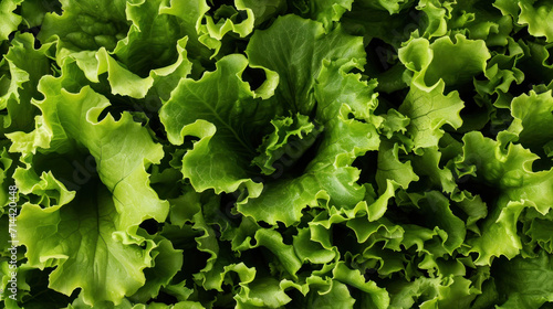  a close up of lettuce leaves with lots of green leaves in the middle of the leafy green leafy lettuce, with lots of lettuce in the background.