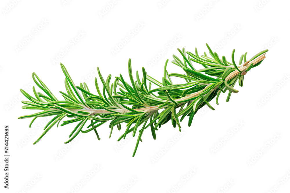 Fresh green herbs and aromatic rosemary on a transparent background Fresh green herbs and aromatic rosemary on a transparent background