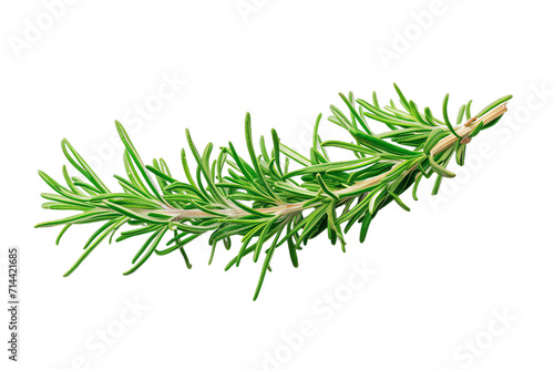 Fresh green herbs and aromatic rosemary on a transparent background