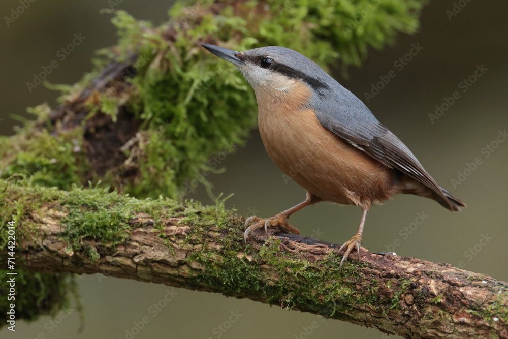 Fototapeta premium Nuthatch.