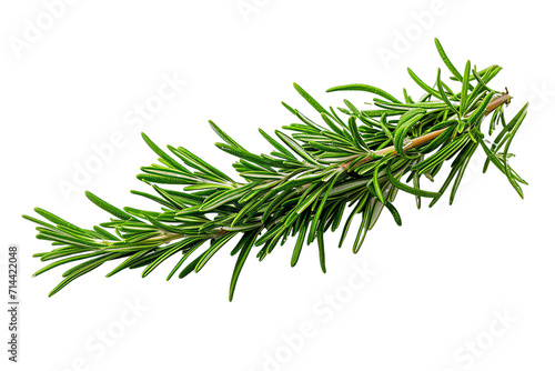 Isolated fresh rosemary herb branch with green leaves on a white background  showcasing a healthy and aromatic culinary ingredient