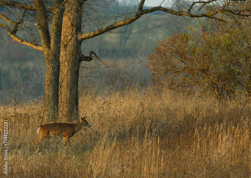 Buck Crossing a Brushy Kentucky Field