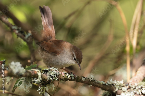 Cettis warbler. photo