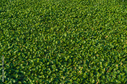 Water hyacinth plants float and fill the surface of the river water. Water hyacinth plants live wild on the surface of the river so that the river water is covered with water hyacinth plants. photo