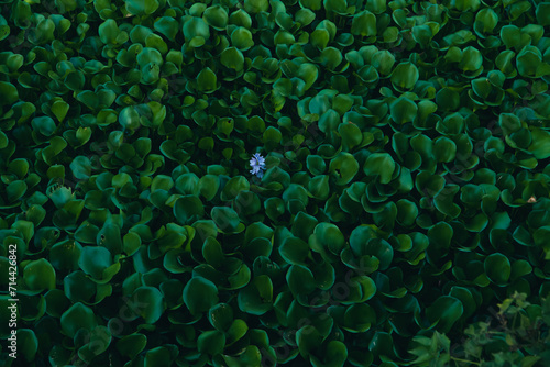 Water hyacinth plants float and fill the surface of the river water. Water hyacinth plants live wild on the surface of the river so that the river water is covered with water hyacinth plants. photo