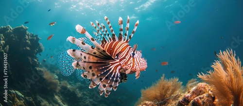 Bali's lionfish in the sea. photo