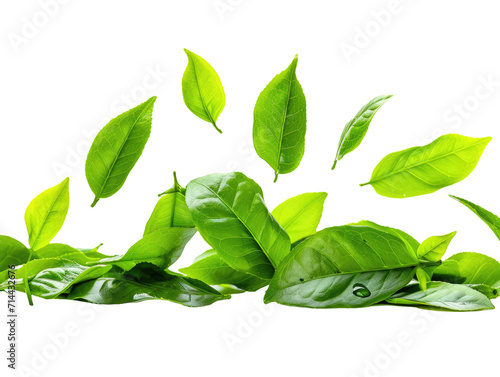 Green Tea Leaves