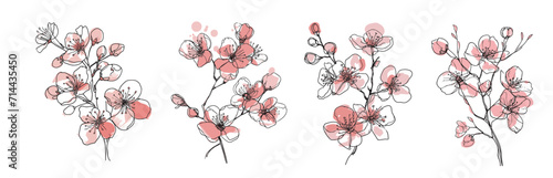 Elegant line drawing of a spring cherry blossom branch. Illustration for invites and cards