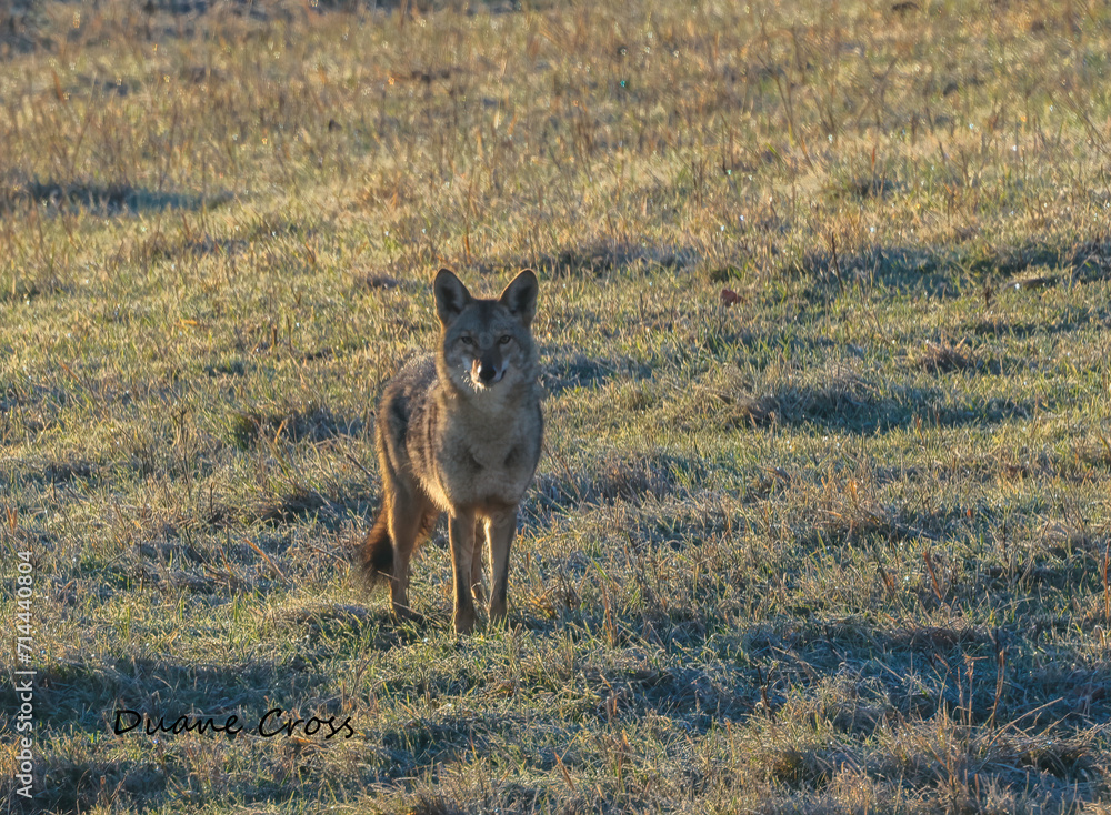 Fototapeta premium Coyote in a Field