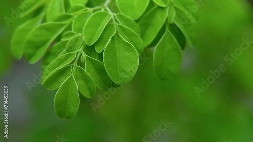 Fresh green Moringa oleifera or Moringa oleifera leaves blowing in the wind. Moringa leaves are widely used for herbal medicine photo