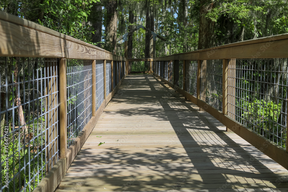 wooden bridge in the forest