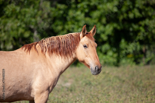Horse in pasture, American mustang in California © catahula