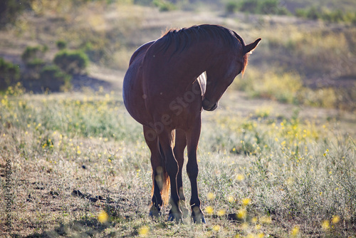 Wild horse grooming itself in field