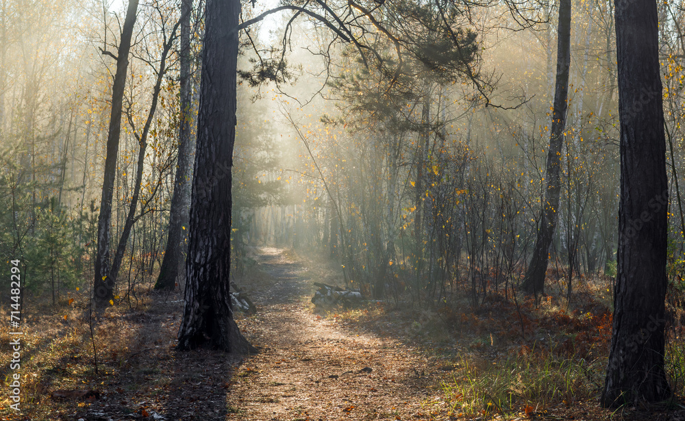 The sun's rays break through the tree branches. Morning in the forest or park. Walking outdoors.