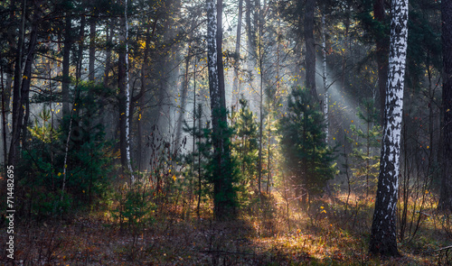 The sun's rays break through the tree branches. Morning in the forest or park. Walking outdoors. © Mykhailo