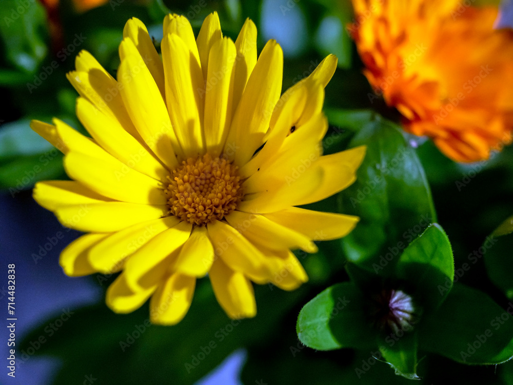 beautiful multicolored bouquet of calendula beautiful multicolored bouquet of calendula