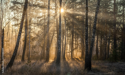 Morning in the forest. The sun s rays penetrate the tree branches. Good autumn weather for walks in nature.