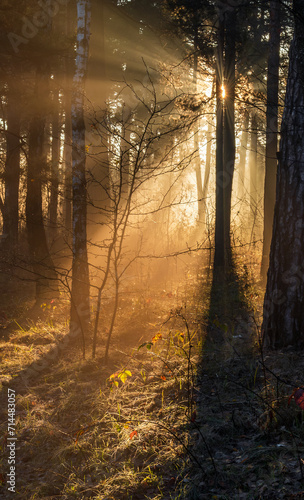 Morning in the forest. The sun's rays penetrate the tree branches. Good autumn weather for walks in nature. © Mykhailo