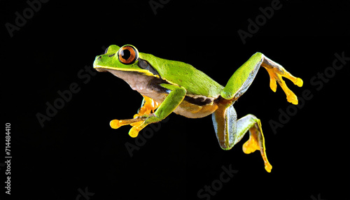 Frog Jumping in the Air