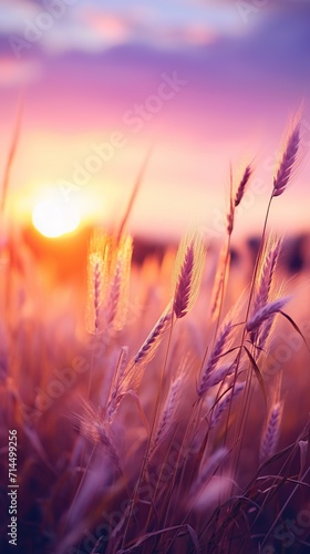 Purple grass in the middle of the meadow