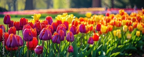 Vibrant tulip garden in ful...
