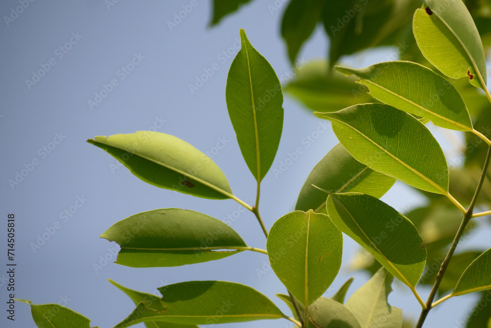 green leaves background green leaves background