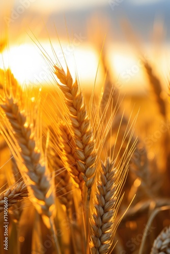 Sky at sunset with wheat gr...