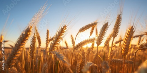 Sky at sunset with wheat gr...