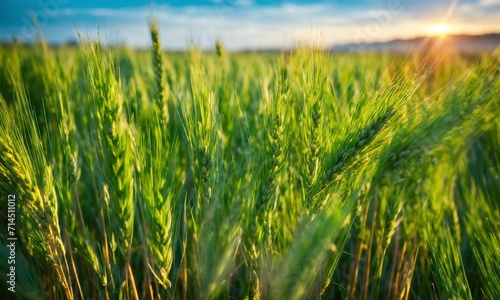 Des épis de blé vert jeune en gros plan, avec un ciel bleu clair en arrière-plan.