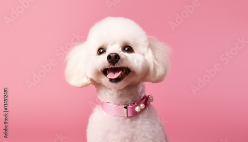 Cute white dog with collar on pink