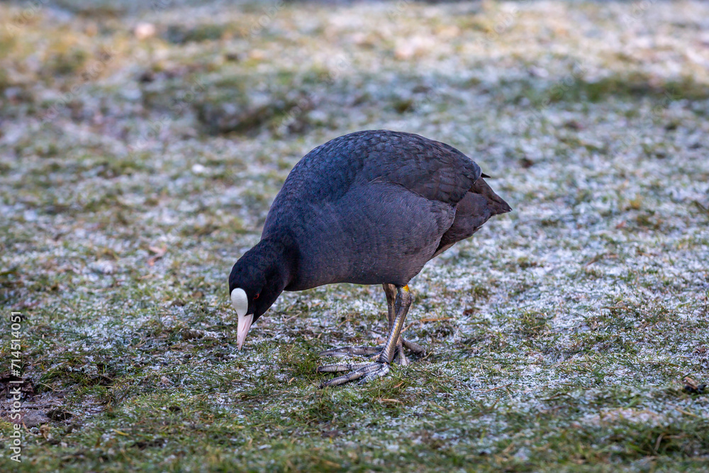 A close up of a coot pecking at frozen grass on a winter's day