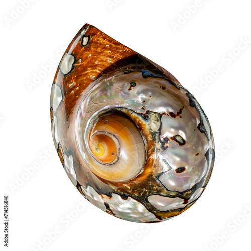 South African Turban Shell on a white background photo