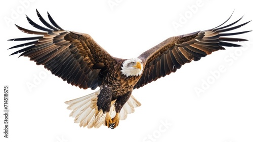 eagle on isolated white background.
