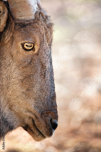 Portrait animalier de Mouflon à manchettes

 photo