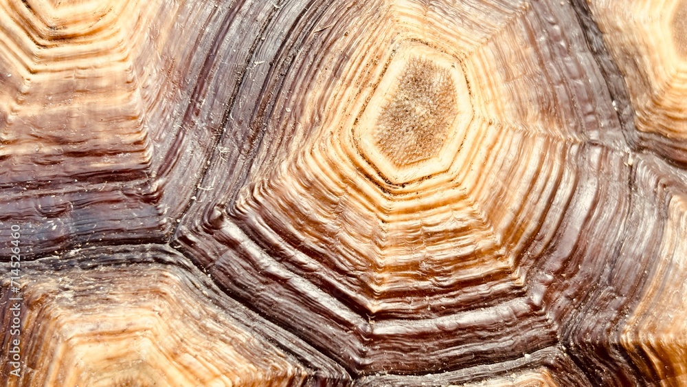 my turtle shell my turtle shell