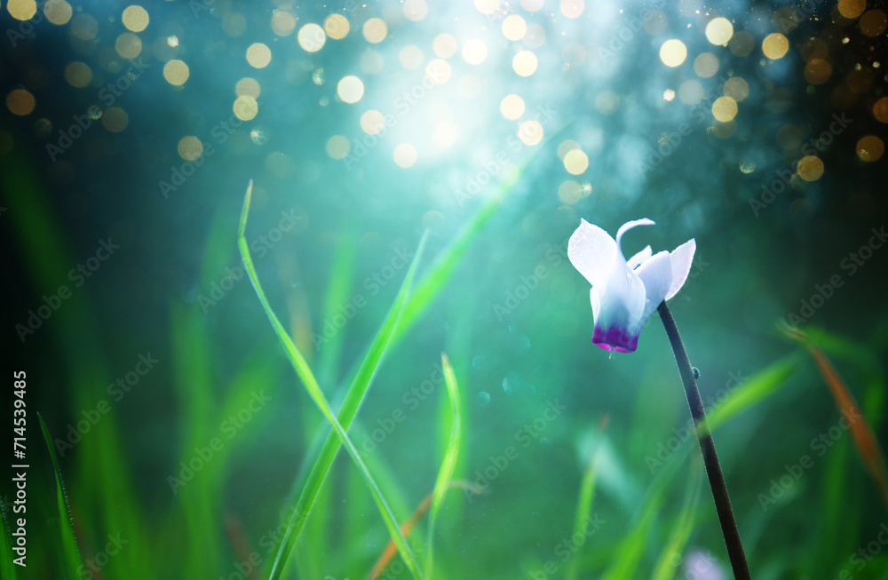 Close up image of cyclamen flower blooming in meadow Close up image of cyclamen flower blooming in meadow