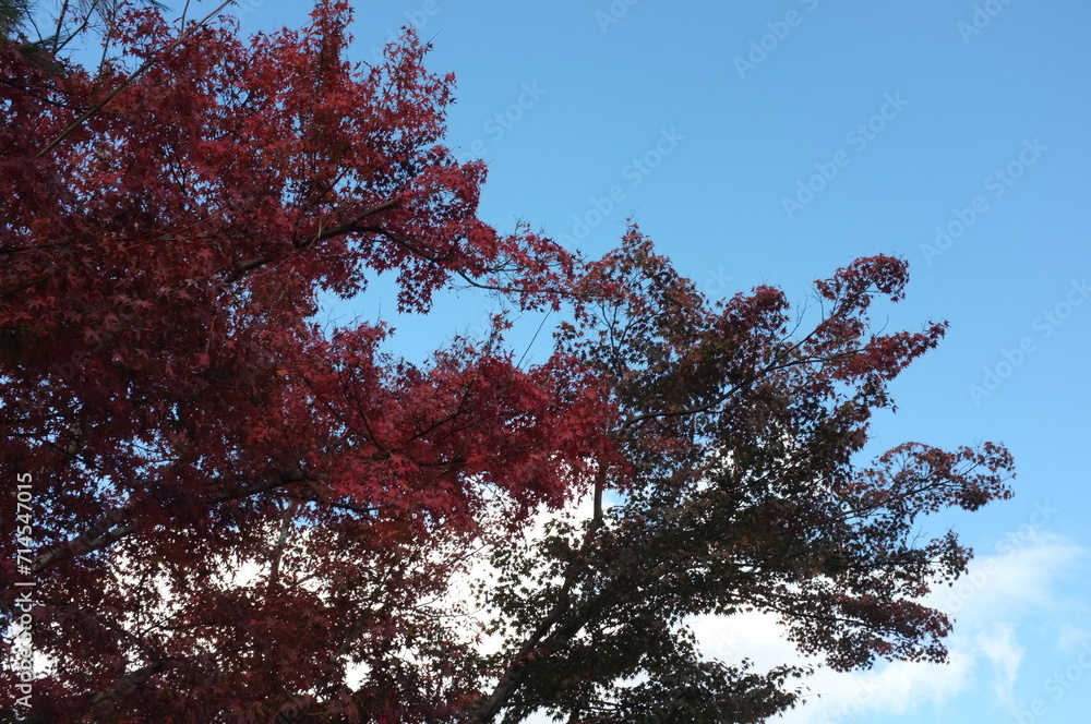 Obraz premium 【京都】嵐山の紅葉