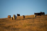 stud bull farm at sunrise with Angus, wagyu and murray grey beef bulls and cows, being grass fed on a hill in Australia.