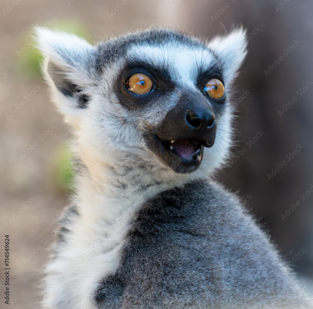 Obraz premium Portrait of a lemur in the zoo