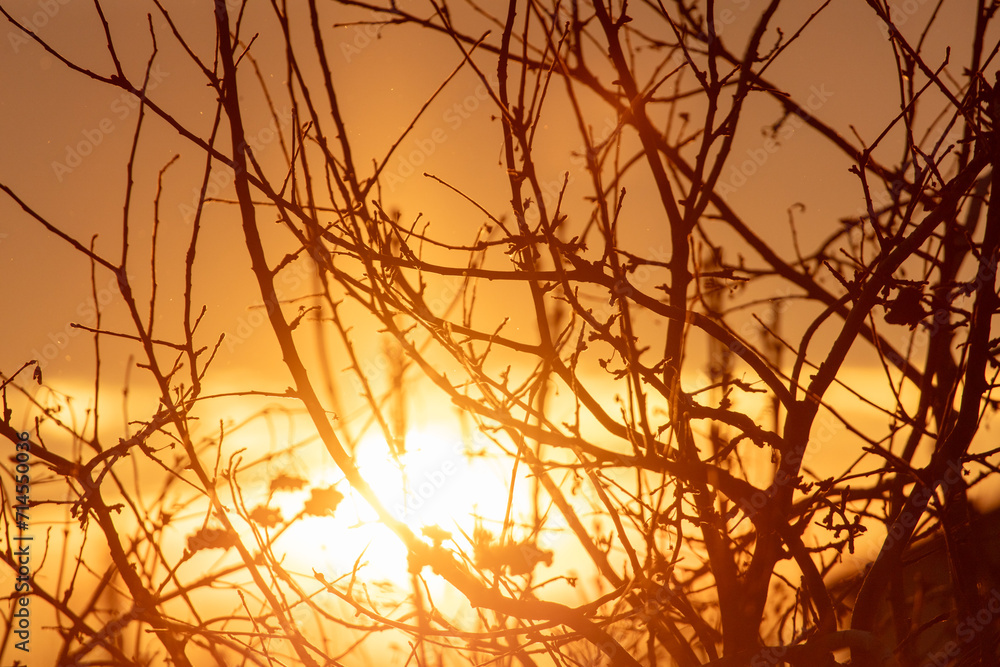 Fototapeta premium Bare tree branches at sunset in winter